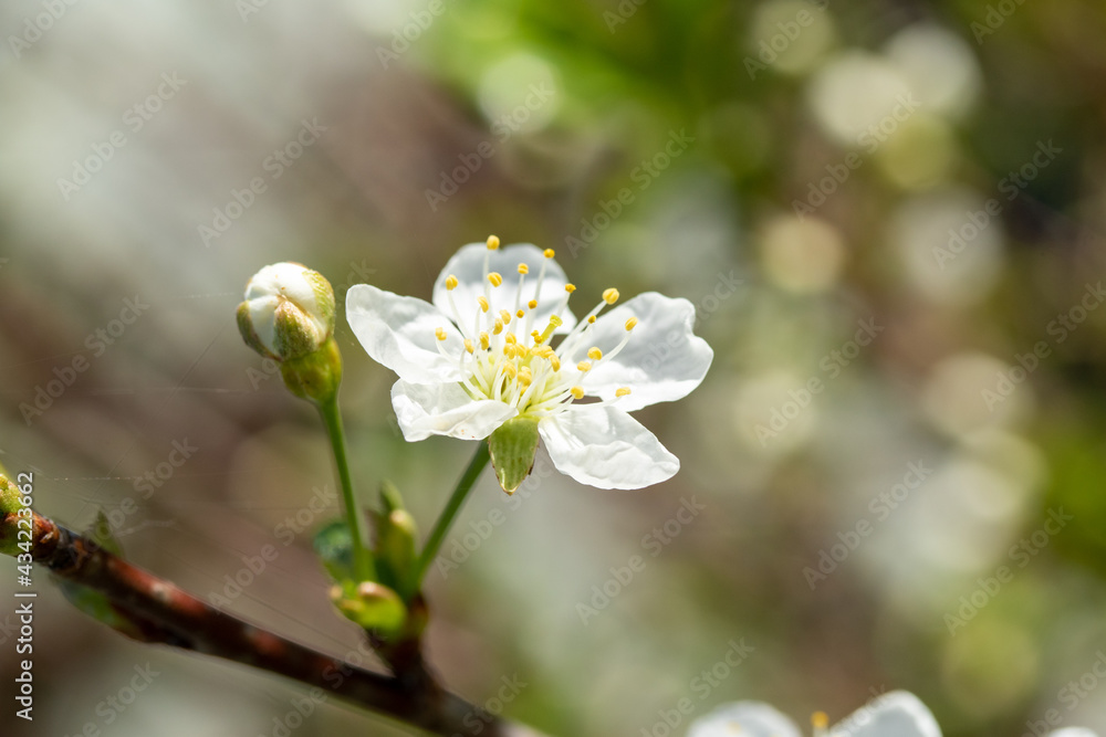 white cherry flowers spring nature white cherry flowers spring nature