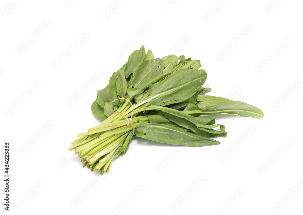 green bunch of sorrel on white background green bunch of sorrel on white background