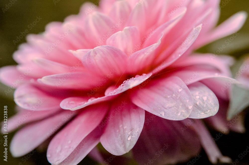Soft focus macro close-up of pretty pink Dahlia flower