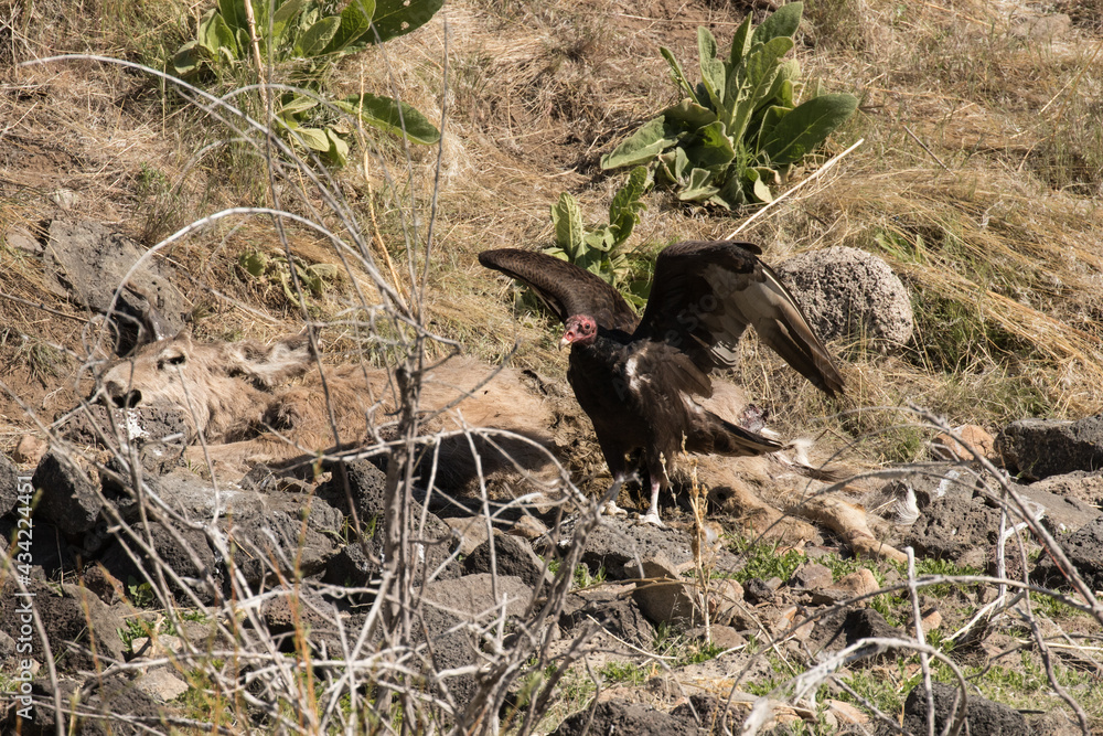 Fototapeta premium Turkey Vulture and Deer Carcass
