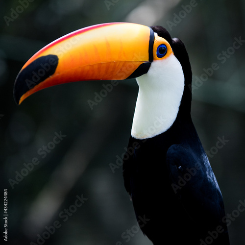 toucan