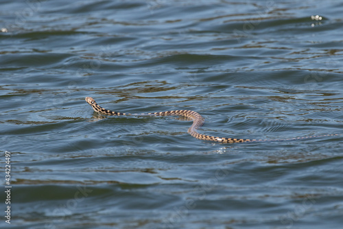 Swimming Gopher Snake