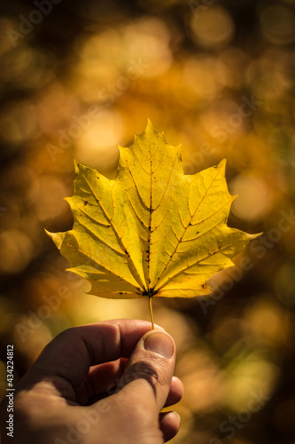 Autumn leave in hand