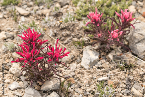 Indian Paintbrush Beauty