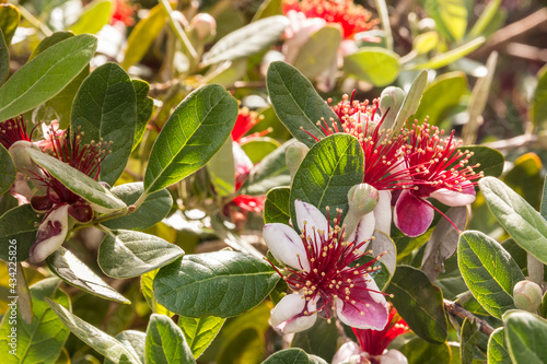 closeup of feijoa sellowiana flowers in bloom with blurred background