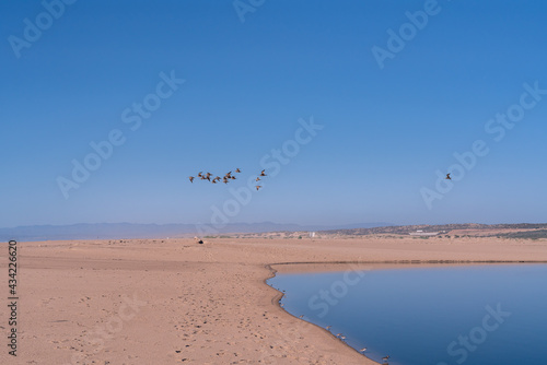 Wide sandy beach, blue river, and flock of flying birds. Beautiful landscape, clear blue sky background, copy space