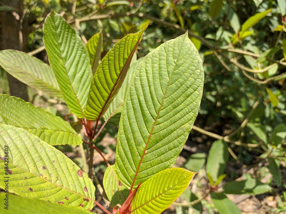 Kratom plants (Mitragyna speciosa) grows wild and fertile in the tropical nature Kalimantan Kratom plants (Mitragyna speciosa) grows wild and fertile in the tropical nature Kalimantan