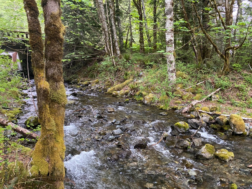 stream in the forest stream in the forest