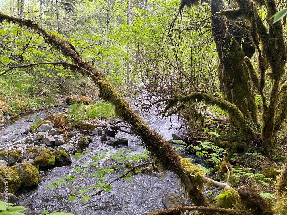 stream in the forest stream in the forest