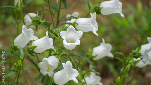 白いフウリンソウの花