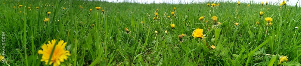 green grass and sun green grass and sun