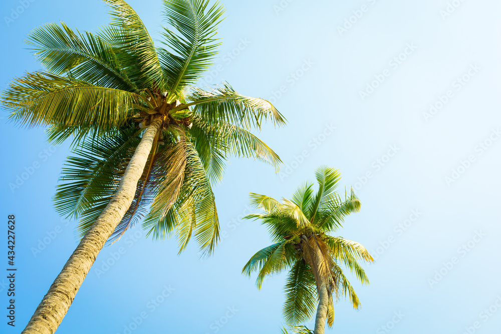  coconut tree on the beach with nature background