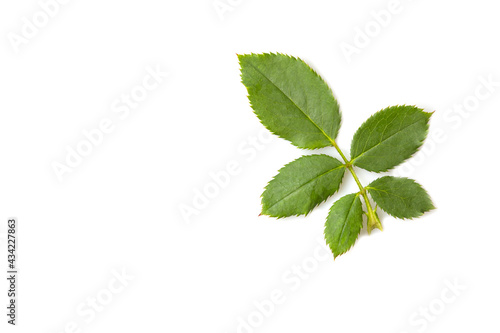 Fresh green rose leaf isolated on white background