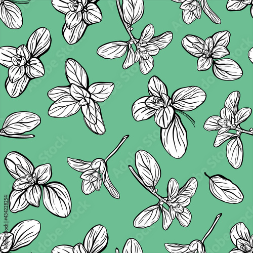  Basil Seamless Pattern. Italian herbs.A sprig of marjoram. Basil is a fragrant and fragrant seasoning. Hand-drawn illustration