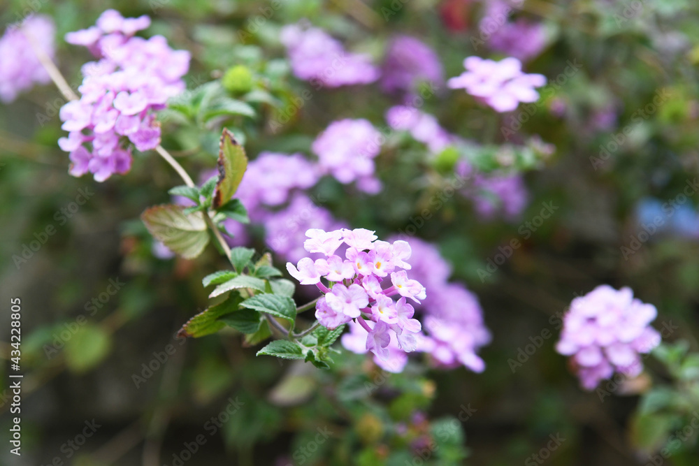 ランタナの花 ランタナの花