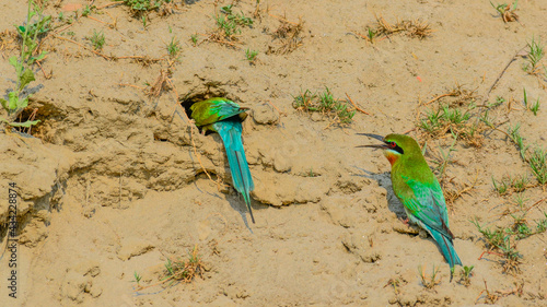 Bee eater birds dig a hole in the mud and sand cliffs for nesting