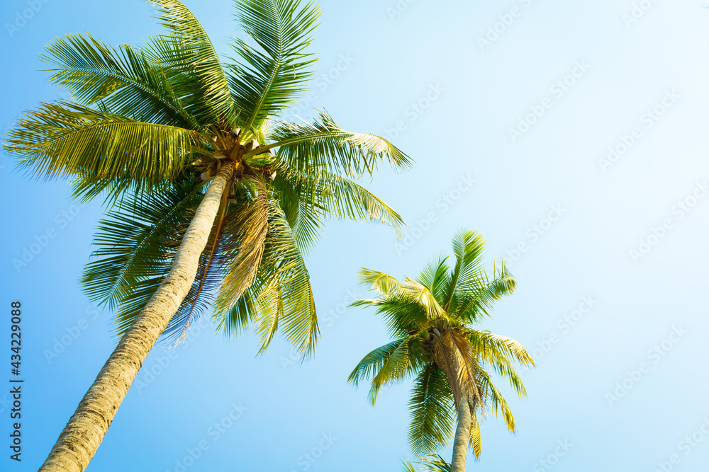  coconut tree on the beach