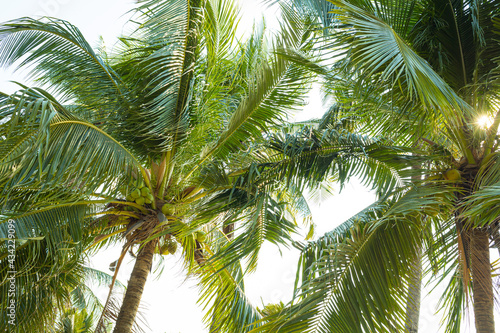  coconut tree on the beach
