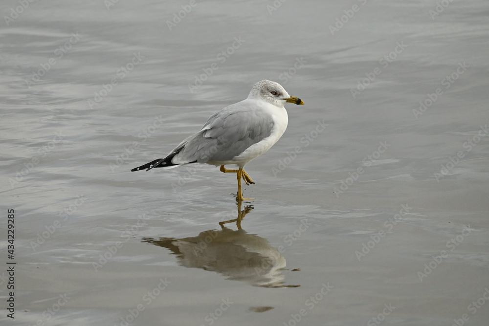 A seagull standing in one foot A seagull standing in one foot