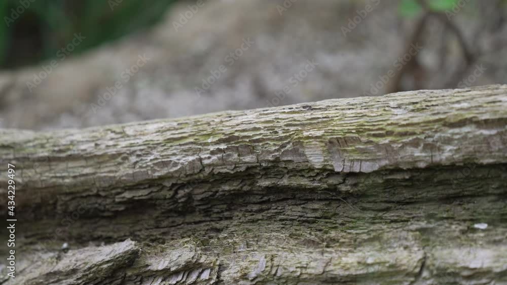 This serene nature video shows a wild Common Waxbill (Estrilda Astrild) Bird perched on a log and flying in slow motion towards the camera. This serene nature video shows a wild Common Waxbill (Estrilda Astrild) Bird perched on a log and flying in slow motion towards the camera.