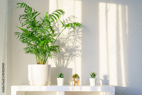 Beautiful flower palm Chamaedorea in pot on shelf of rack in apartment in light of setting sun, hard shadows on wall from rays of sunlight, white Scandinavian home interior. Cozy atmosphere in room