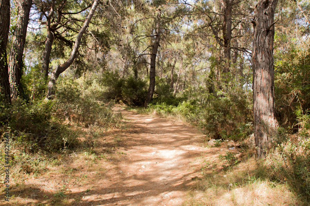 Fototapeta premium dirt road in a dense forest