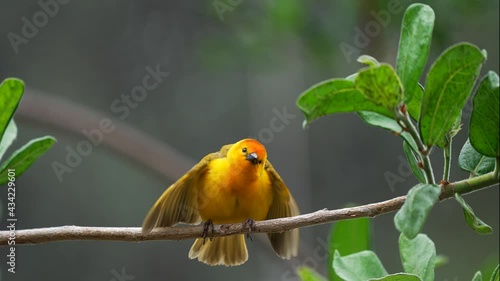 This slow motion video showcases a yellow Taveta Golden Weaver Bird (Ploceus castaneiceps) perched on a branch and flapping it's wings in a mating dance.