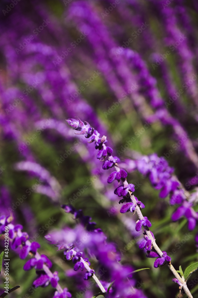 Fototapeta premium lavender