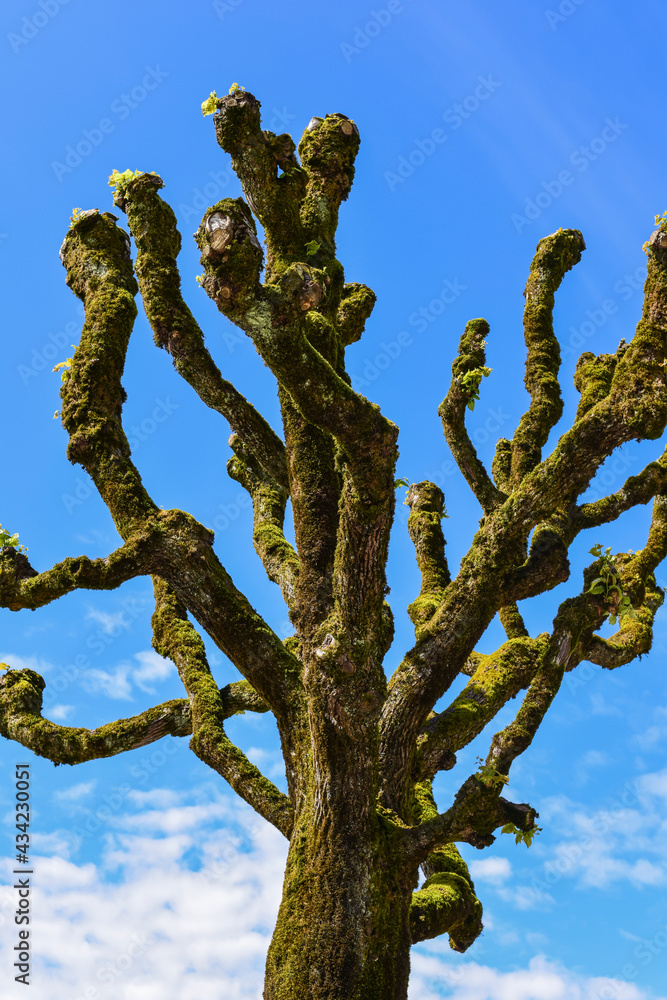 Mighty Hollow Moss growing covered Tree tops in Autumn Forest,New Leaves growing to the sun.Canopy of a tree against beautiful clear blue sky