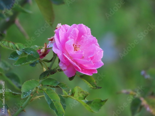 Pink rose: Damask rose: Rosa damascena Mill. with dropped water in daylight.