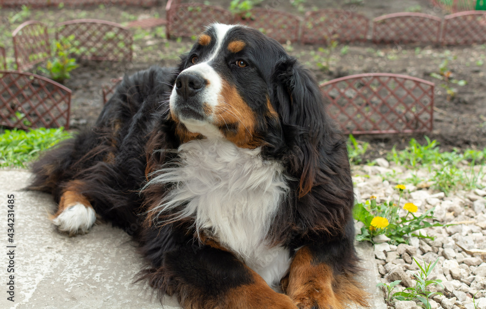 Bernese Mountain Dog lies on a lawn with yellow flowers