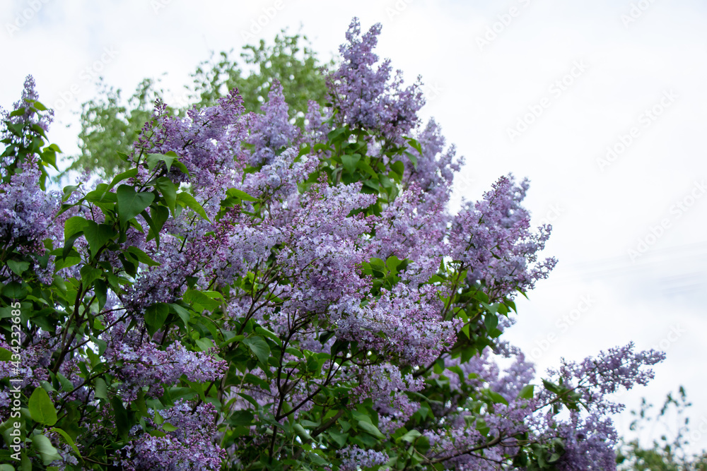Lilac blooms in the garden of grandmother's lilac blooms Lilac blooms in the garden of grandmother's lilac blooms
