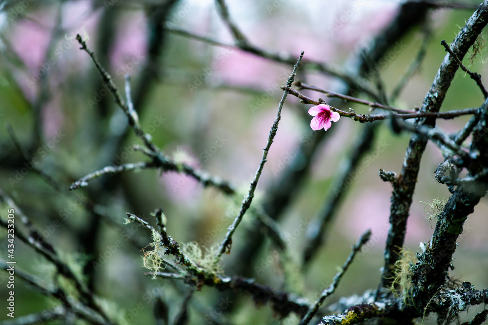 Close up of Wild Himalayan Cherry (Prunus cerasoides) with blur background at Chiang Mai, Thailand. 1 flower bloom. Close up of Wild Himalayan Cherry (Prunus cerasoides) with blur background at Chiang Mai, Thailand. 1 flower bloom.