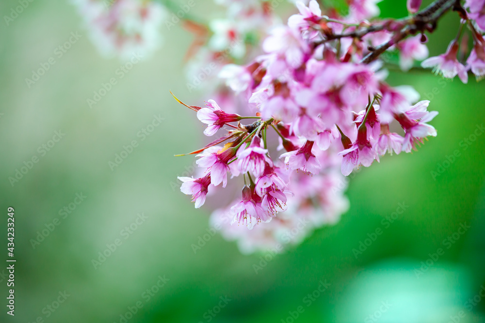 Close up of Wild Himalayan Cherry (Prunus cerasoides) with blur background at Chiang Mai, Thailand.