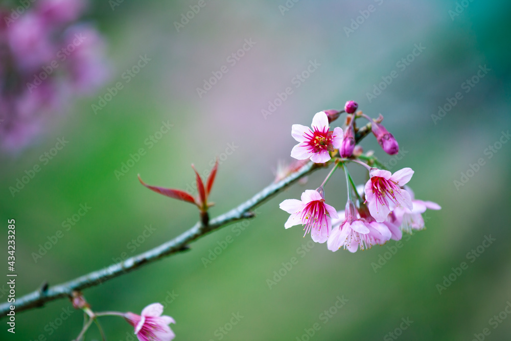 Close up of Wild Himalayan Cherry (Prunus cerasoides) with blur background at Chiang Mai, Thailand.