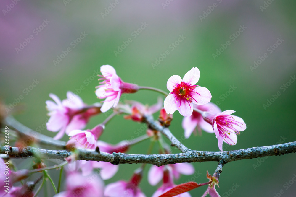 Close up of Wild Himalayan Cherry (Prunus cerasoides) with blur background at Chiang Mai, Thailand. Close up of Wild Himalayan Cherry (Prunus cerasoides) with blur background at Chiang Mai, Thailand.