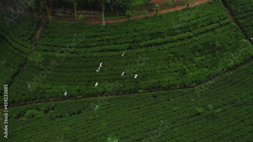 Local pluckers walking through lines of tea plants harvesting fresh leaves photo
