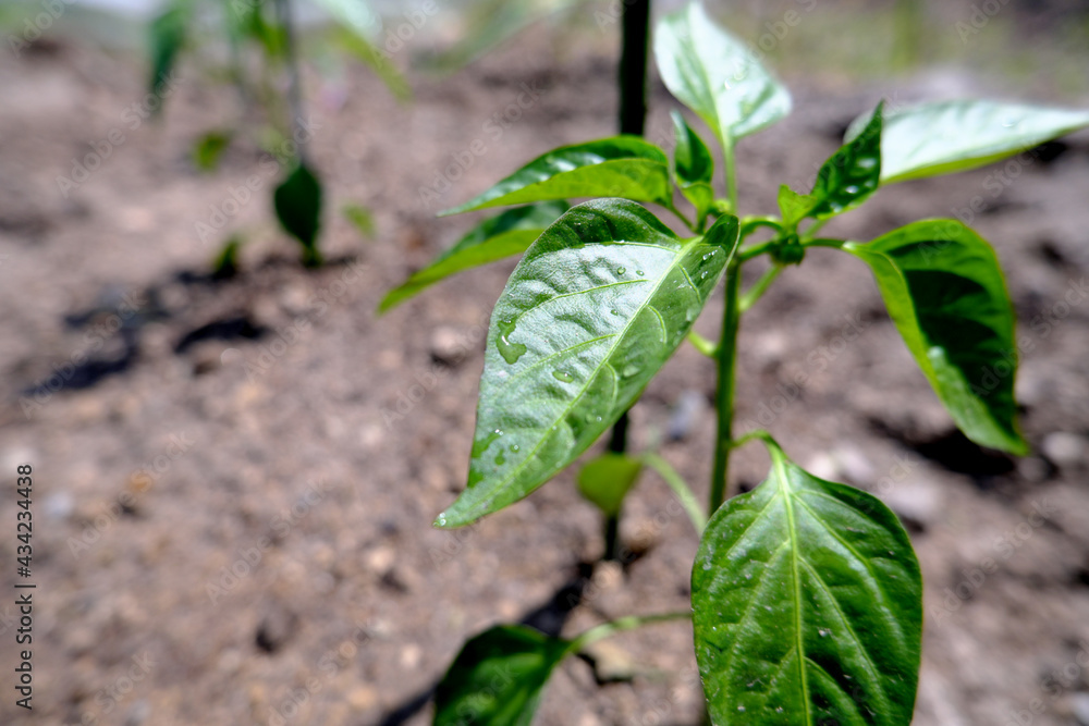 Obraz premium 畑に植えたピーマンの苗