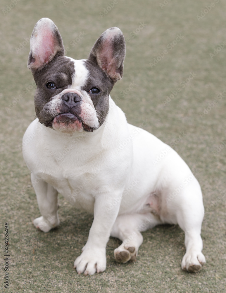 9-Month-Old blue pied Frenchie puppy female Sitting comfortably and looking at camera. Off-leash dog park in Northern California.