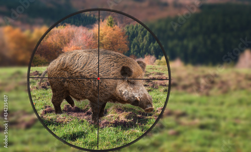 Wild Boar in the Rifle Scope