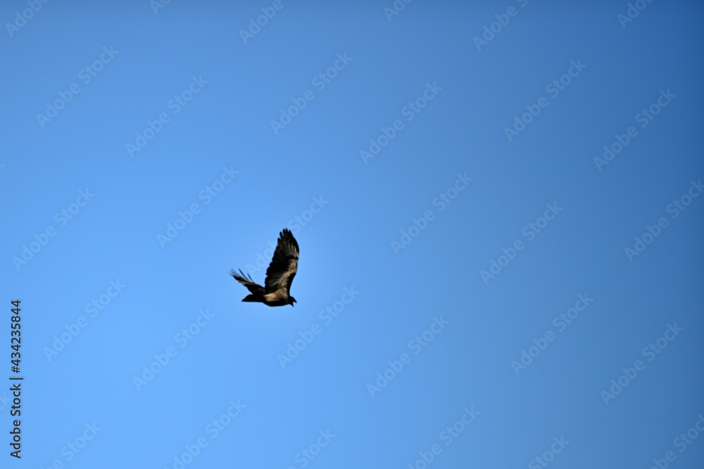 A Cooper's Hawk - Flying and screeching A Cooper's Hawk - Flying and screeching