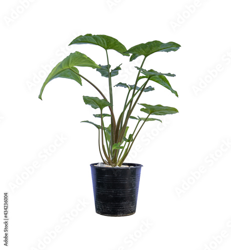 Syngonium podophyllum plant in pot isolate on white background.