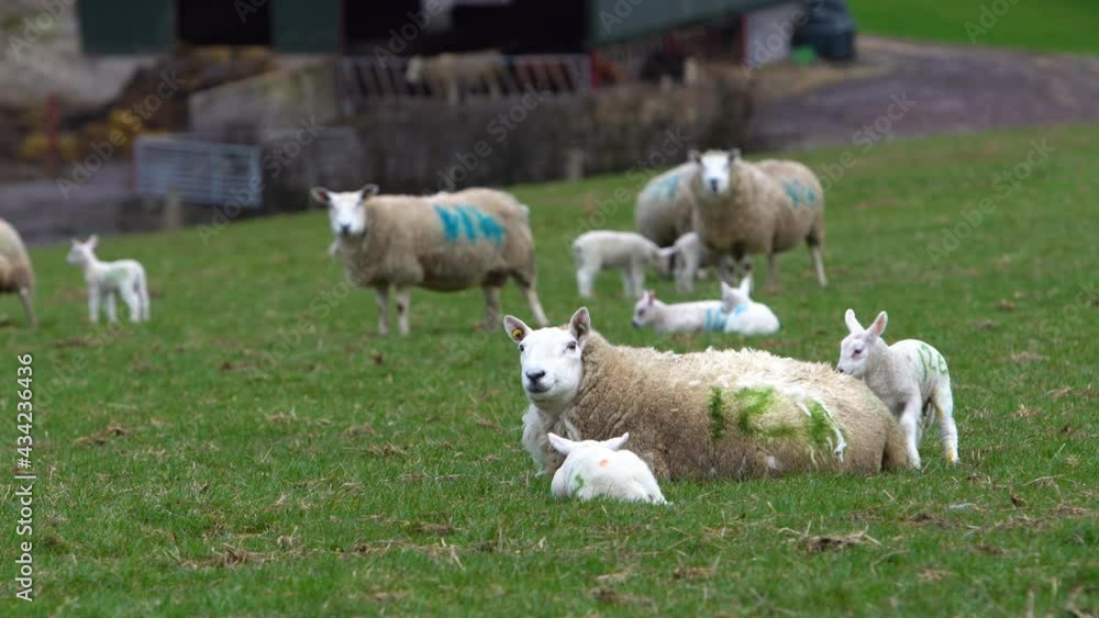 Lamb jumping onto Mother sheep's back Lamb jumping onto Mother sheep's back