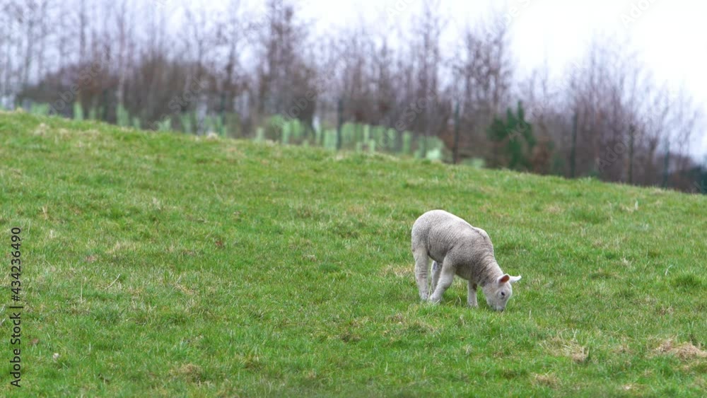 Little lamb eating grass on a green meadow hill Little lamb eating grass on a green meadow hill