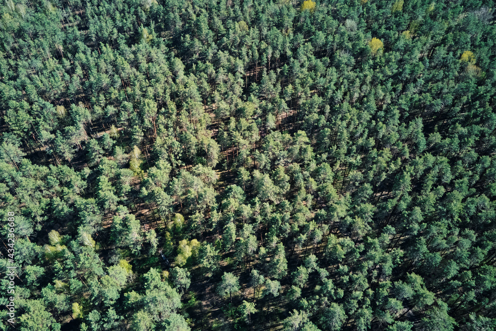 Green summer forest background, aerial view. Nature landscape Green summer forest background, aerial view. Nature landscape