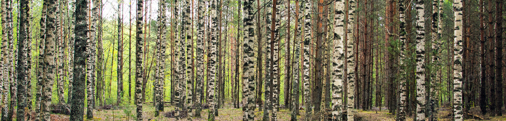 Beautiful birches in the spring forest. Birch grove. Beautiful birches in the spring forest. Birch grove.