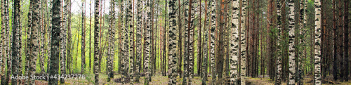 Fototapeta Naklejka Na Ścianę i Meble -  Beautiful birches in the spring forest. Birch grove.