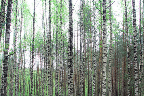 Fototapeta Naklejka Na Ścianę i Meble -  Beautiful birches in the spring forest. Birch grove.