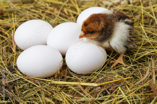 little chick and eggs are on the hay on a rustic wooden background.