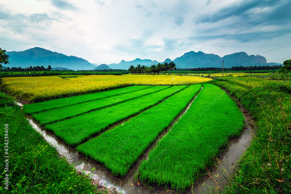 Green field of growing rice plant with dramatic sky nature landscape background.